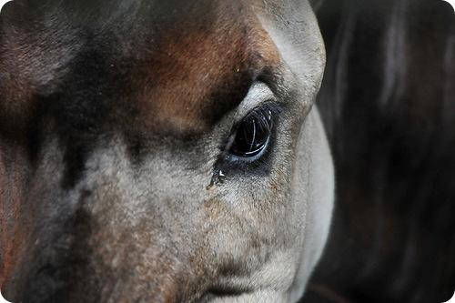 Зверь окапи. Окапи