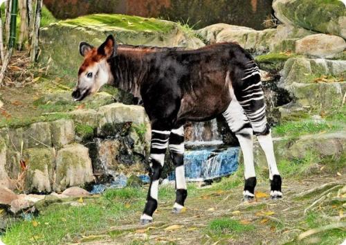 Малыш окапи из зоопарка Лос-Анджелеса