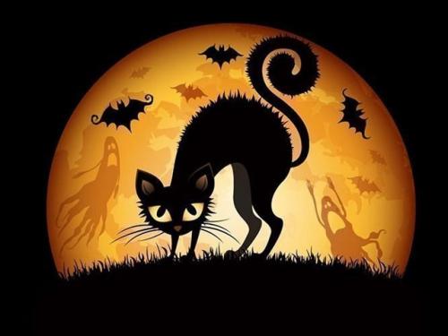 Примета черная кошка перебежала дорогу. Черная кошка перебежала дорогу: слева направо, примета, что будет