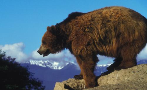 Сколько весит медведь