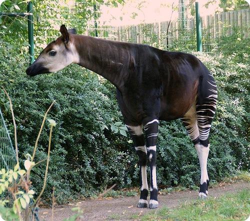 Зверь окапи. Окапи