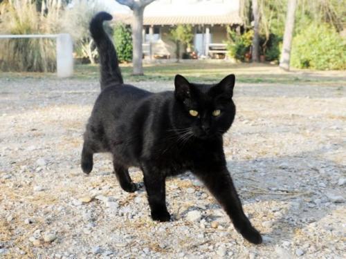 Примета черная кошка перебежала дорогу. Черная кошка перебежала дорогу: слева направо, примета, что будет