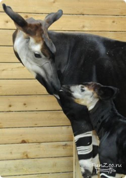 Интересные факты об окапи. Окапи или «лесной жираф» (лат. Okapia johnstoni) 37 Интересные факты об окапи. Окапи или «лесной жираф» (лат. Okapia johnstoni) 37