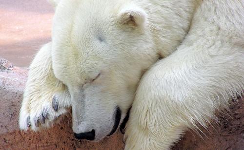 Сколько весит медведь