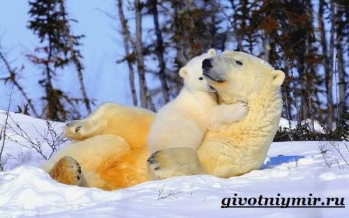 Сколько живут белые медведи. Особенности и среда обитания