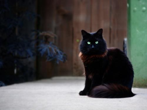Можно ли держать черную кошку дома. Черная кошка: приметы и суеверия