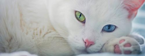 Почему черная кошка черная. Черные кошки: темная история с генетикой, особенности характера и прочая мистика 11 Почему черная кошка черная. Черные кошки: темная история с генетикой, особенности характера и прочая мистика 11