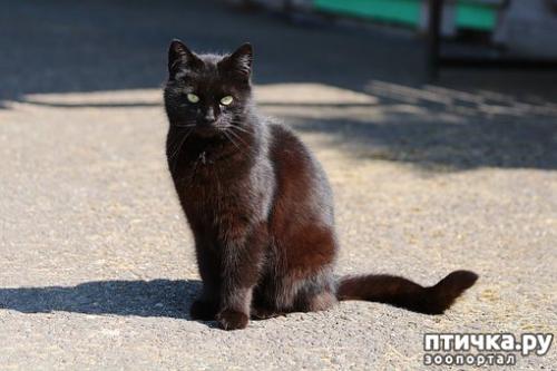 Почему черная кошка черная. Черные кошки: темная история с генетикой, особенности характера и прочая мистика