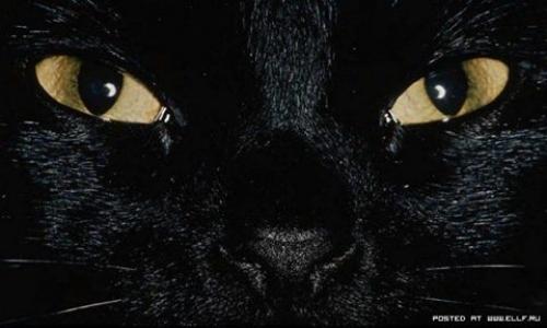 Черный кот в доме магия. Магия черной кошки