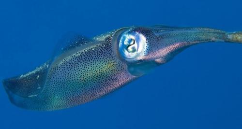 Мозг кальмара оказался таким же сложным, как и мозг собаки: морские чудеса