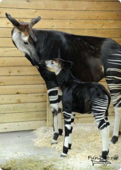 Интересные факты об окапи. Окапи или «лесной жираф» (лат. Okapia johnstoni) 35 Интересные факты об окапи. Окапи или «лесной жираф» (лат. Okapia johnstoni) 35