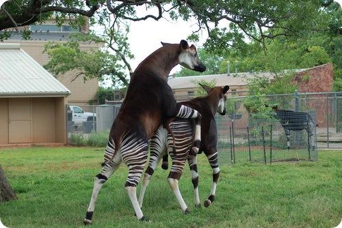 Зверь окапи. Окапи