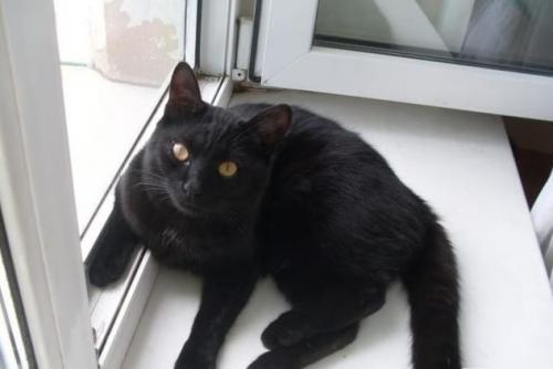 Что сулит черный кот в доме. Что говорят народные приметы про черного кота в доме: хорошо или плохо