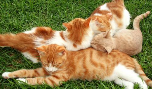 Почему черная кошка черная. Черные кошки: темная история с генетикой, особенности характера и прочая мистика 10 Почему черная кошка черная. Черные кошки: темная история с генетикой, особенности характера и прочая мистика 10