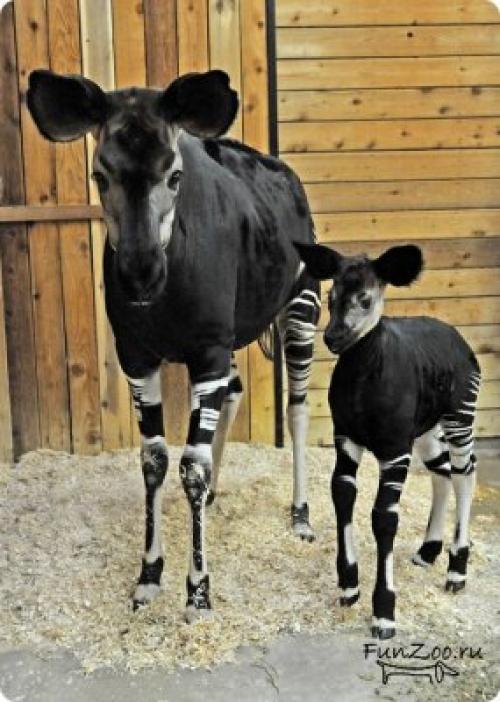 Интересные факты об окапи. Окапи или «лесной жираф» (лат. Okapia johnstoni) 34 Интересные факты об окапи. Окапи или «лесной жираф» (лат. Okapia johnstoni) 34