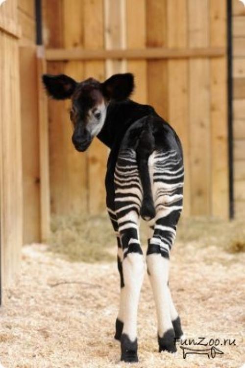 Интересные факты об окапи. Окапи или «лесной жираф» (лат. Okapia johnstoni) 36 Интересные факты об окапи. Окапи или «лесной жираф» (лат. Okapia johnstoni) 36