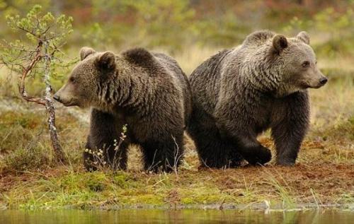 Бурый МЕДВЕДЬ скорость. Виды