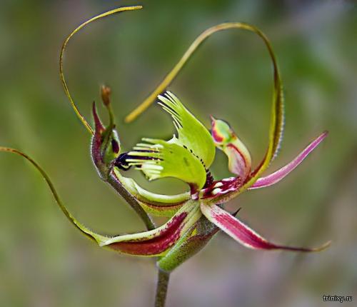Куртизанка цветок. 10 самых необычных цветов мира (10 фото)