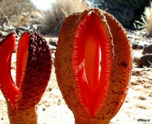 Куртизанка цветок. 10 самых необычных цветов мира (10 фото)