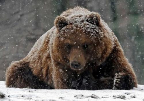 Сколько весит МЕДВЕДЬ?