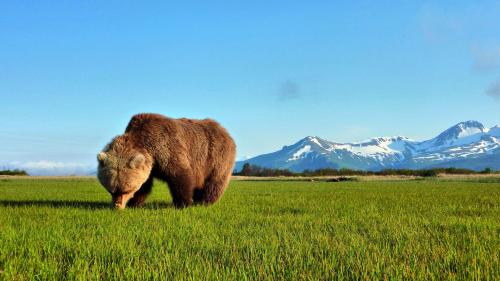 Как долго живут медведи. 