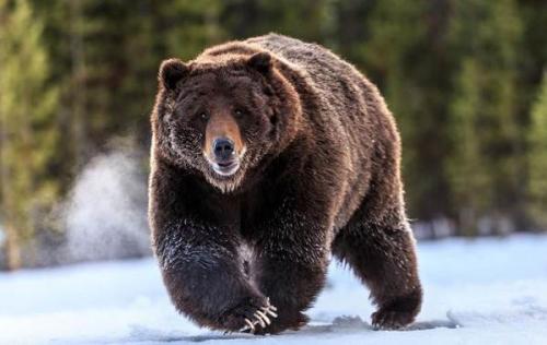 Бурый МЕДВЕДЬ скорость. Виды