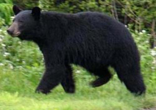 Сколько весит МЕДВЕДЬ?