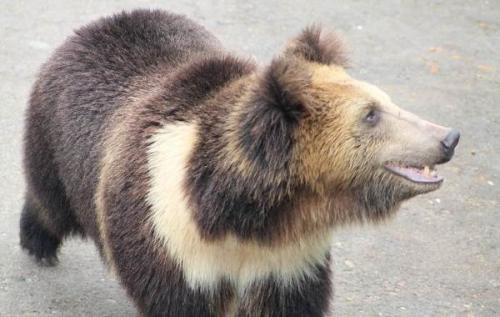 Бурый МЕДВЕДЬ скорость. Виды