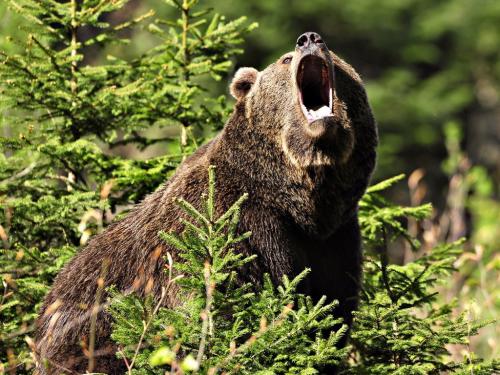 Чем питаются медведи. БУРЫЙ МЕДВЕДЬ (Ursus arctos)