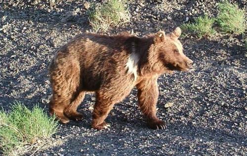 Бурый МЕДВЕДЬ скорость. Виды