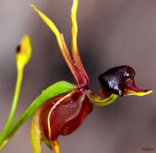 Куртизанка цветок. 10 самых необычных цветов мира (10 фото)