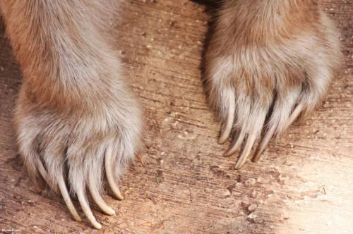 Чем питаются медведи. БУРЫЙ МЕДВЕДЬ (Ursus arctos)