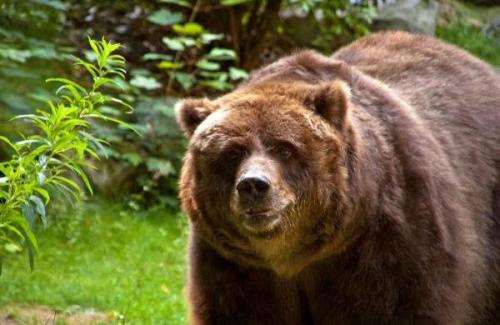 Бурый МЕДВЕДЬ скорость. Виды