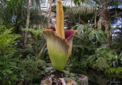 Куртизанка цветок. 10 самых необычных цветов мира (10 фото)