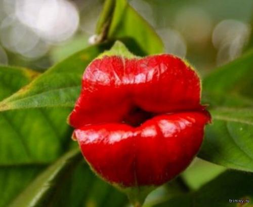 Куртизанка цветок. 10 самых необычных цветов мира (10 фото)