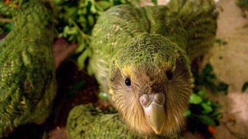 Самая большая продолжительность жизни животных. Кто живет дольше всех? Составлен рейтинг животных-долгожителей