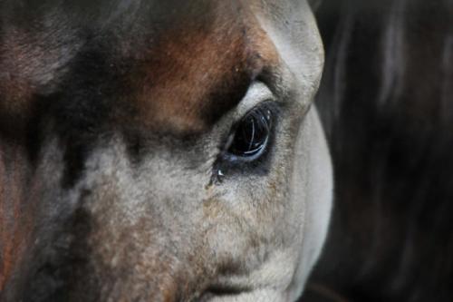 Окапи интересные факты. Кто такой окапи? 7 интересных фактов о лесном жирафе