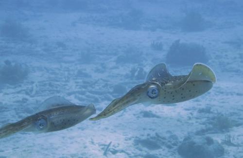 Кальмар обыкновенный описание. Кальмары — интересные факты