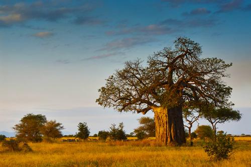Самая большая продолжительность жизни животных. Кто живет дольше всех? Составлен рейтинг животных-долгожителей