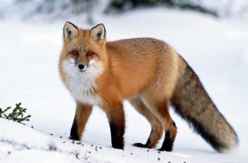 Продолжительность жизни лисы. Дела семейные