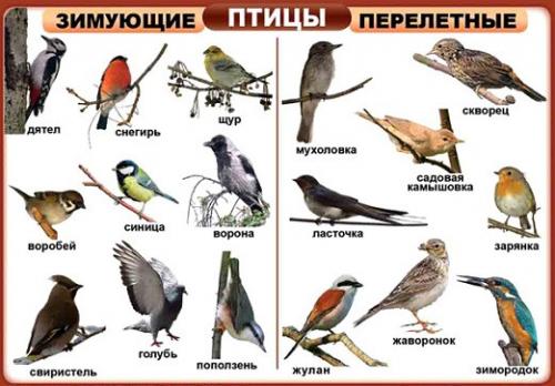 Какие птицы улетают на юг осенью последними. Какие птицы улетают осенью? 13