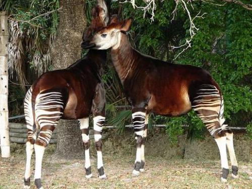 Животные африки окапи. Окапи животное (лат. Okapia johnstoni)