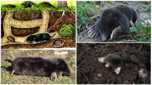 Продолжительность жизни крота. Размножение и продолжительность жизни крота