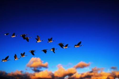 Какие птицы улетают на юг осенью последними. Какие птицы улетают осенью?