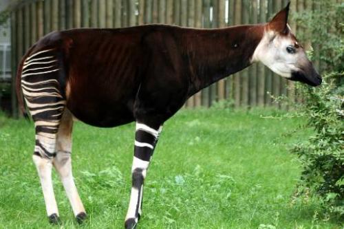 Животные африки окапи. Окапи животное (лат. Okapia johnstoni)