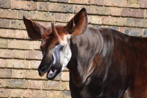 Животные африки окапи. Окапи животное (лат. Okapia johnstoni)