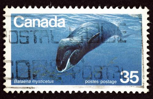 Самая большая продолжительность жизни животных. Кто живет дольше всех? Составлен рейтинг животных-долгожителей