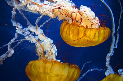 Самая большая продолжительность жизни животных. Кто живет дольше всех? Составлен рейтинг животных-долгожителей