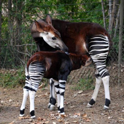 Окапи интересные факты. Кто такой окапи? 7 интересных фактов о лесном жирафе