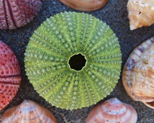 Самая большая продолжительность жизни животных. Кто живет дольше всех? Составлен рейтинг животных-долгожителей